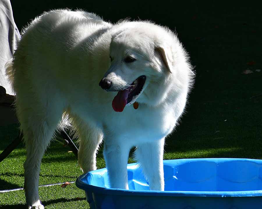 Doggie Daycare in Rogers, AR New Hope Boarding & Grooming